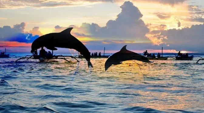 Explore More Than Dolphins in North Bali
