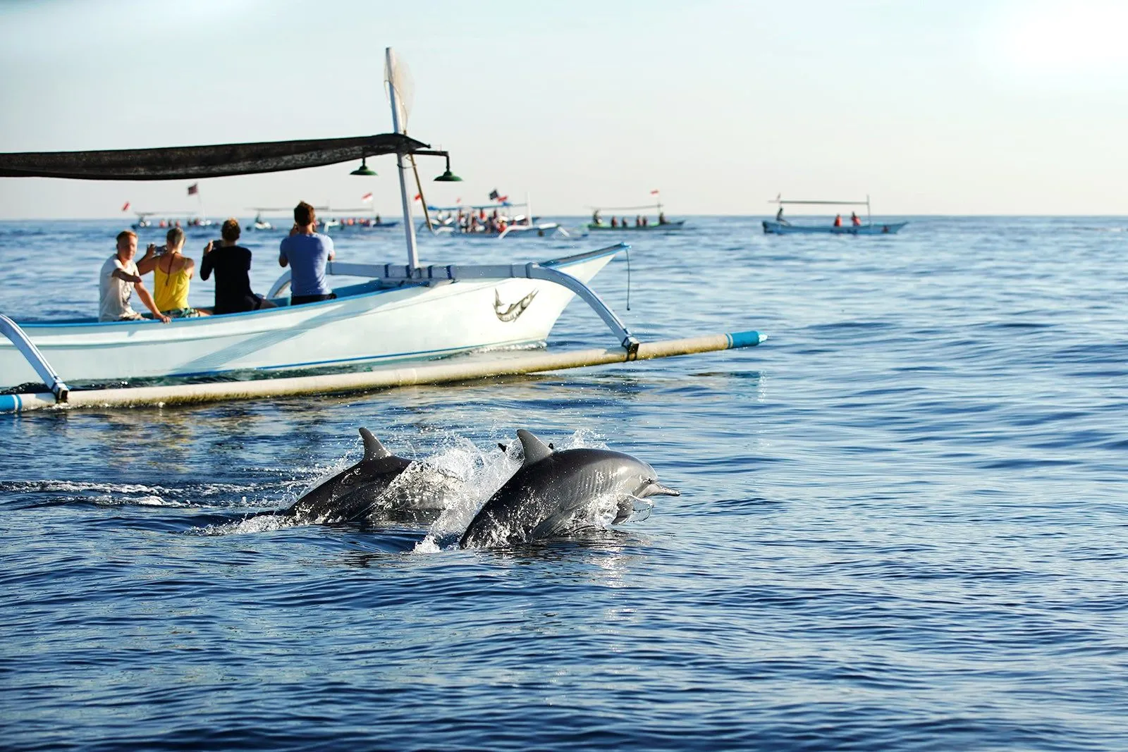 The Best Time to Experience Dolphin Watching in Lovina