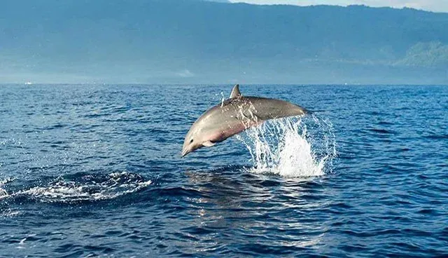 Private Dolphin Tour